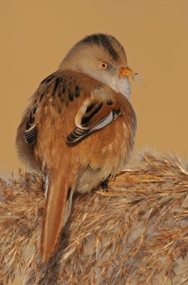 Baardman-winter-2.jpg