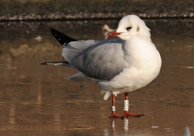 Black-headed Gull 1