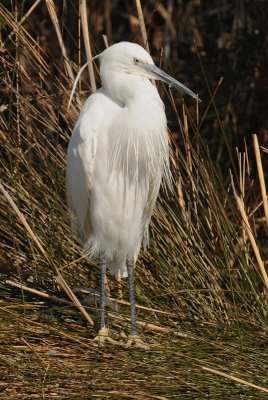 Kleine-zilverreiger.jpg