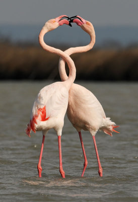 euro-flamingo-1.jpg