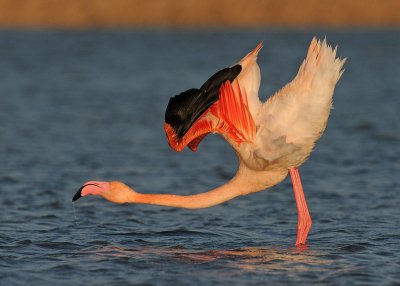 euro-flamingo-2.jpg