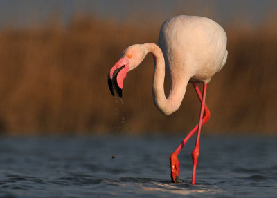 euro-flamingo-3.jpg