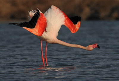 euro-flamingo-4.jpg