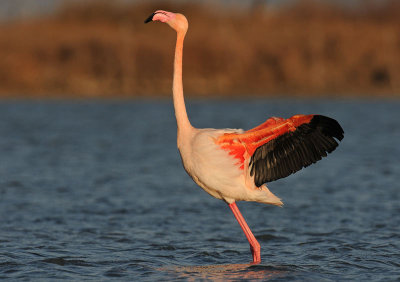euro-flamingo-5.jpg
