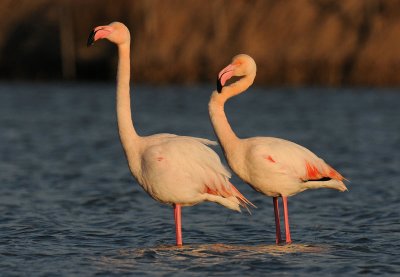 euro-flamingo-6.jpg