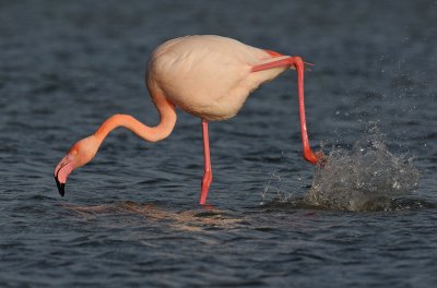 euro-flamingo-7.jpg