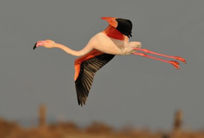 euro-flamingo-8.jpg