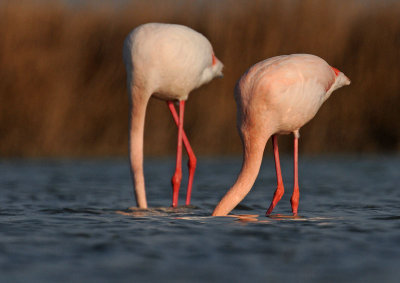 euro-flamingo-9.jpg