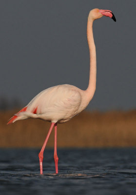 euro-flamingo-10-.jpg