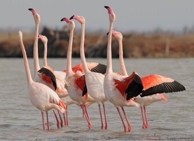 euro-flamingo-11-.jpg