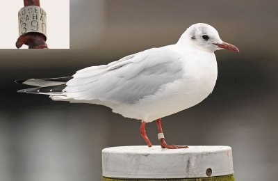 Black Headed Gull 3