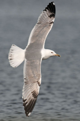Caspian-gull-third-winter-.jpg