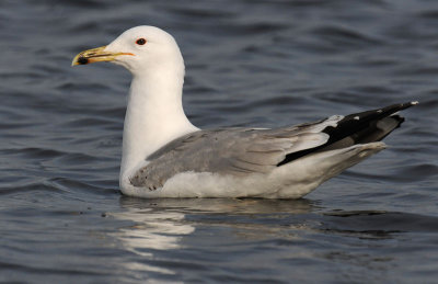 caspian-gull-third-winter-2.jpg