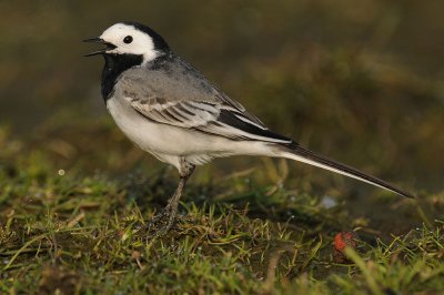 witte-kwik-op-grond.jpg