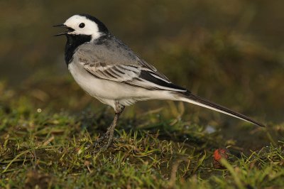 witte-kwik-op-grond.jpg