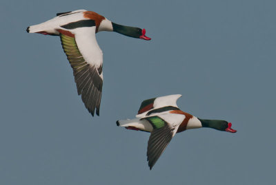 Shelduck
