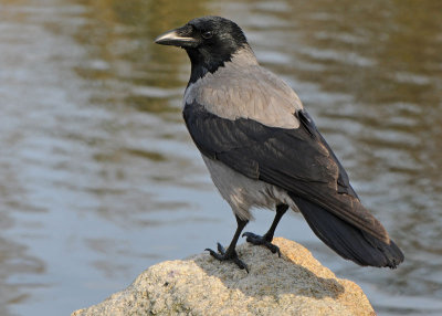 Hooded Crow