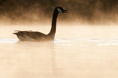 Grote Canadese Gans