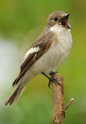bonte-vlieg-tuin.jpg