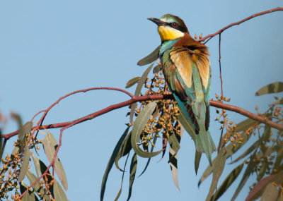 Bee-eater