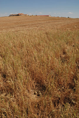nest-grote-trap.jpg