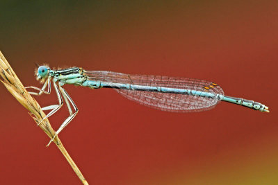 Blauwe-Breedscheenjuffer.jpg