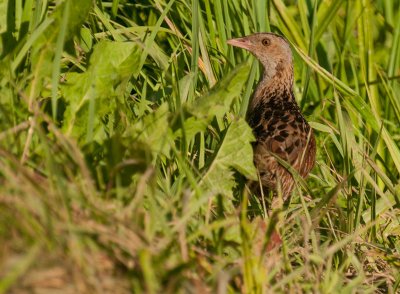 23 Corncrake, Crex crex, wachtelkönig, kwartelkoning