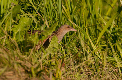 22 Corncrake, Crex crex, wachtelkönig, kwartelkoning