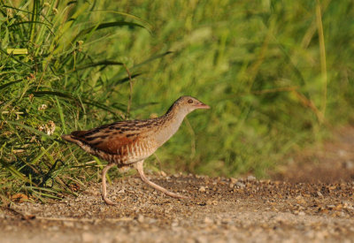 21 Corncrake, Crex crex, wachtelkönig, kwartelkoning
