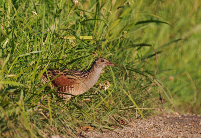 20 Corncrake, Crex crex, wachtelkönig, kwartelkoning