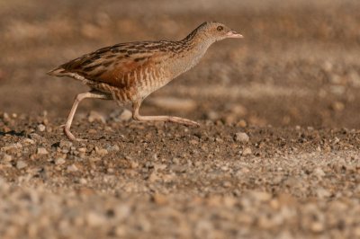 Corncrake