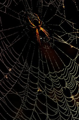 save-for-web.jpg