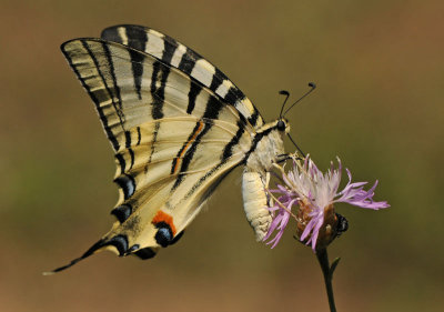 Koninginnepage-3.jpg