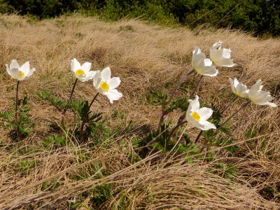 Spring flowers