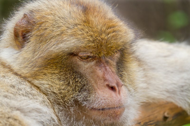 Sad monkey