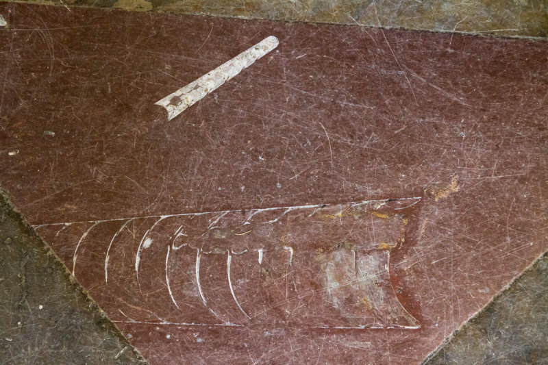 Fossils in the floor