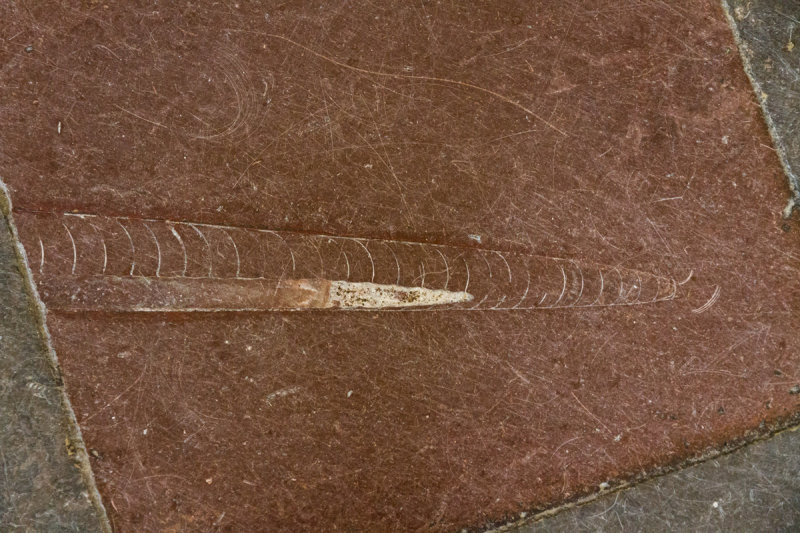 Fossils in the floor