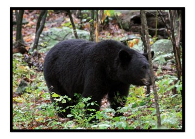 Black Bear.jpg