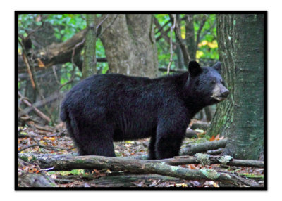 Black Bear1.jpg