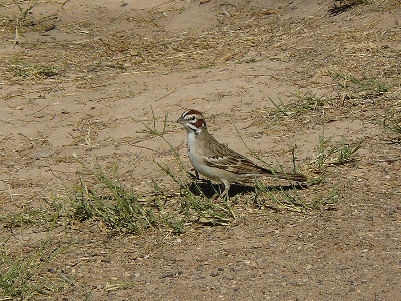 Big Bend 029a.jpg