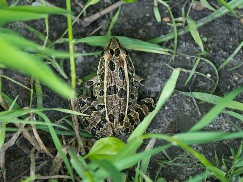 Northern Leopard Frog