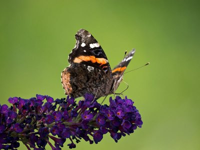 Red Admiral