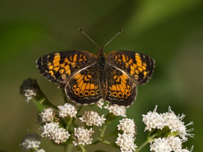 Pearl Crescent