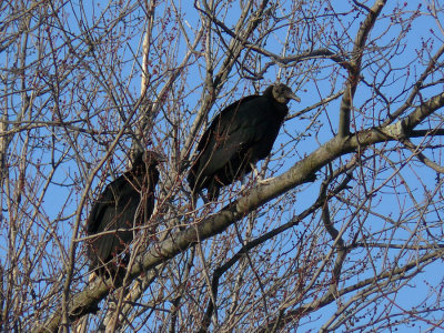 Black Vulture