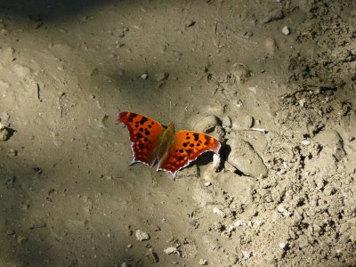P1090367.jpg