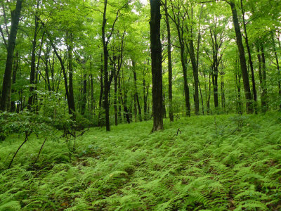 WAWAYANDA STATE PARK, NJ