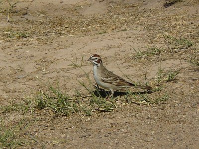 Lark Sparrow