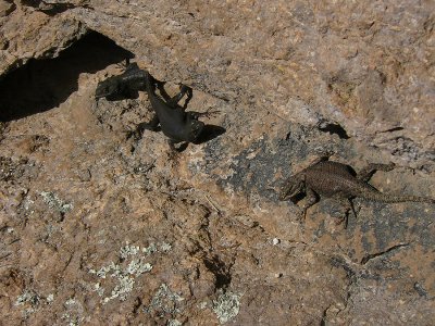 Yarrow's Spiny Lizard (Chiricahua)