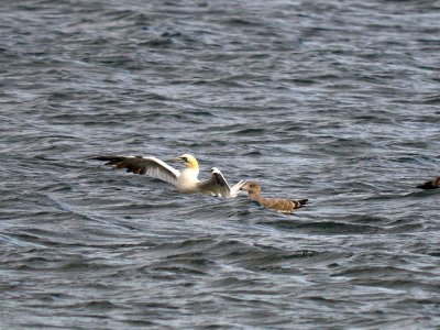 Northern Gannet