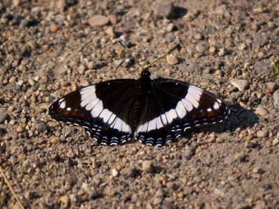 White Admiral